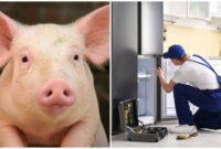 1754672961554-tukang-ini-ogah-benerin-kulkas-gegara-khawatir-ada-daging-babi-1754651160306