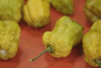 1754975511628-cabai-terpedas-di-dunia-2025-1754898343511