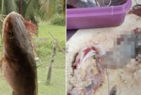 1756014481811-pria-temukan-tangan-putus-di-perut-ikan-yang-mau-dimasak-1756007581673_169