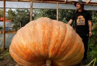 1759125756201-penampakan-labu-raksasa-yang-gegerkan-rusia-beratnya-nyaris-1-ton-1759049347220_169