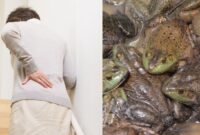 1760183117972-gegara-percaya-ramuan-tradisional-nenek-ini-telan-8-kodok-hidup-1760088943169