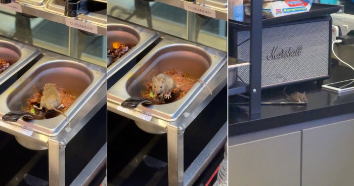 1760463792591-duh-tikus-ini-asyik-berenang-di-wadah-saus-restoran-langsung-ditutup-1760429317332