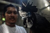 1760529280763-budi-daya-ayam-cemani-tembus-pasar-ekspor