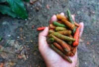 1761565761883-cabai-jawa-1761553318359