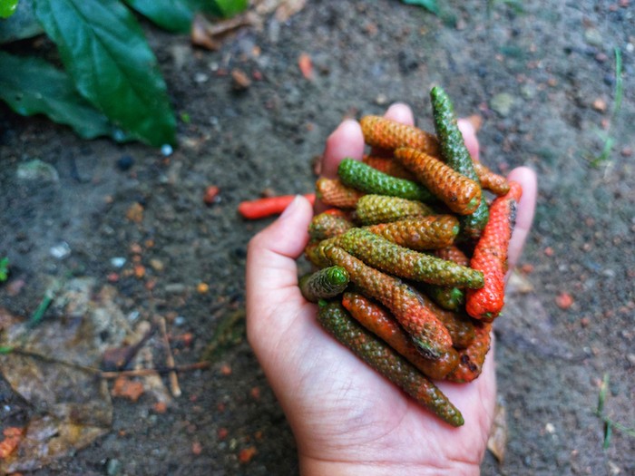 1761565761883-cabai-jawa-1761553318359