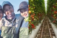 1761911378760-jadi-petani-di-australia-adik-kakak-ini-raup-lebih-dari-rp-54-juta-sebulan-1761902933894_169