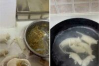 1763380583014-10-tampilan-makanan-super-konyol-kok-bisa-sih-kepikiran-buatnya-1763281432007