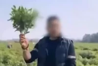 1764587334066-hoaks-viral-bikin-kebun-cabai-dijarah-massa-petani-auto-boncos-1764568393455_169