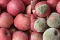 1764608910024-pelanggan-edit-foto-apel-pakai-ai-1764582016336