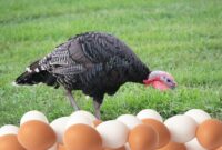 1764760149169-kenapa-ya-telur-kalkun-tak-dikonsumsi-seperti-telur-ayam-1764748140461