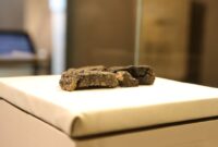 1765105702727-penemuan-roti-5000-tahun-ini-ungkap-pola-makan-manusia-purba-1765004326766