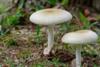 1765127315831-keracunan-gegara-makan-jamur-liar-1764924257578_169