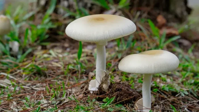 1765127315831-keracunan-gegara-makan-jamur-liar-1764924257578_169