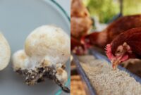 1765278407155-china-sukses-modifikasi-jamur-sebagai-pengganti-daging-ayam-1765258891264