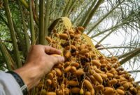 1765364831378-5-buah-langka-yang-sudah-punah-nomor-5-ternyata-asal-indonesia-1765274820760