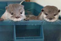 1766077612103-kotaro-dan-hana-selebgram-berang-berang-yang-doyan-banget-seafood-1766058401470