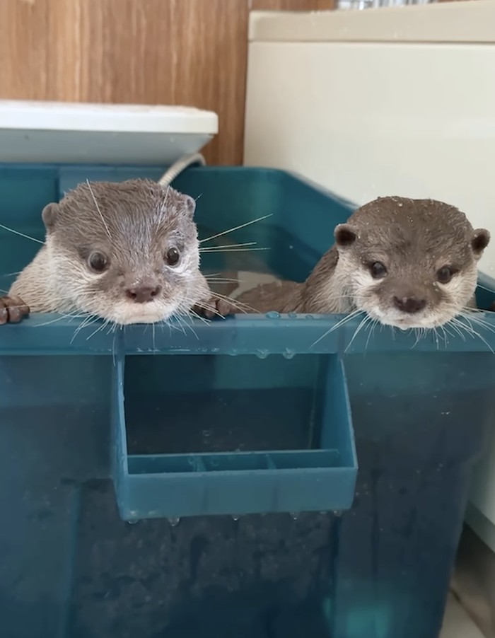 1766077612103-kotaro-dan-hana-selebgram-berang-berang-yang-doyan-banget-seafood-1766058401470