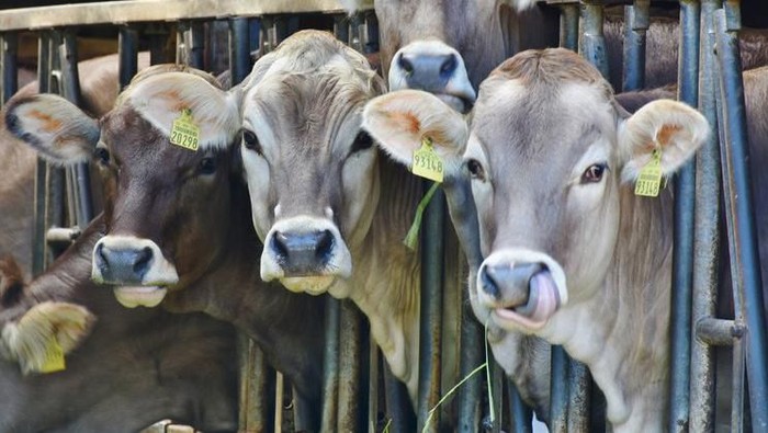 1766487993804-c054f796-157f-461d-9c10-412008a800a6_169