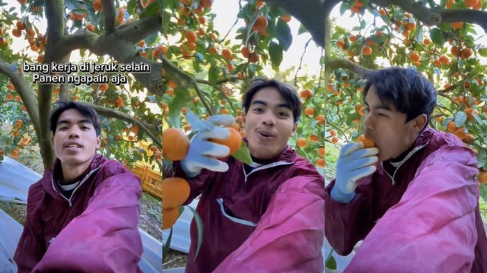1766833543886-wni-jadi-petani-jeruk-di-jepang-1766657930973_169