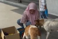 1767352296522-wanita-muslim-kasih-makan-anjing-liar-1767342636450_169