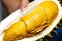 1767870426208-duh-pria-ini-santai-curi-durian-musang-king-berkali-kali-di-siang-hari-1753689235543