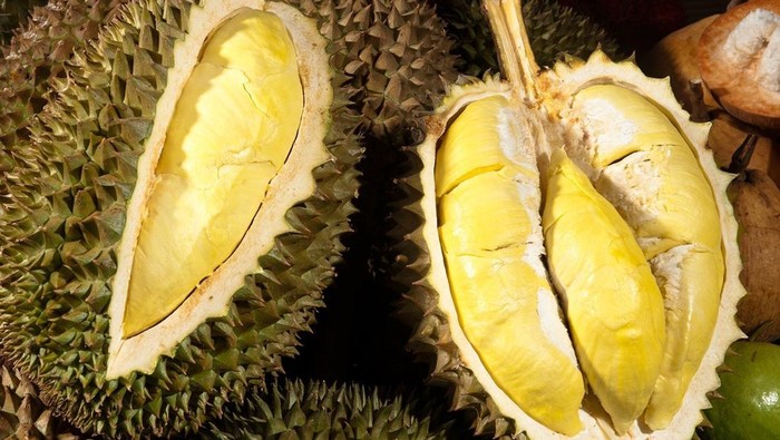 1768475269870-durian-vietnam-2_169